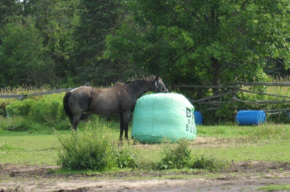 Spotacular farms | 4358 Holborn Rd, Mount Albert, ON L0G 1M0, Canada | Phone: (289) 716-4461