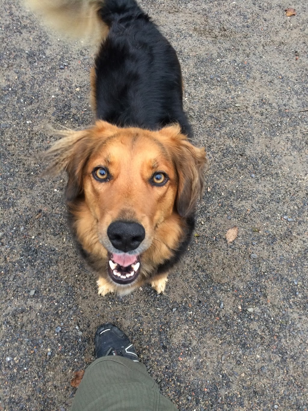 Dogawalk Training | 106 Constance Creek Dr, Dunrobin, ON K0A 1T0, Canada | Phone: (613) 416-8676