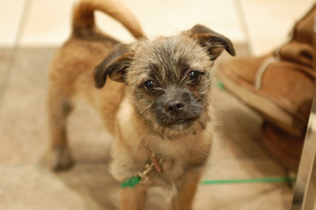 PAWS-ITIVE PUPPIES | 670 Taunton Rd W, Oshawa, ON L1H 7K4, Canada | Phone: (905) 430-3647
