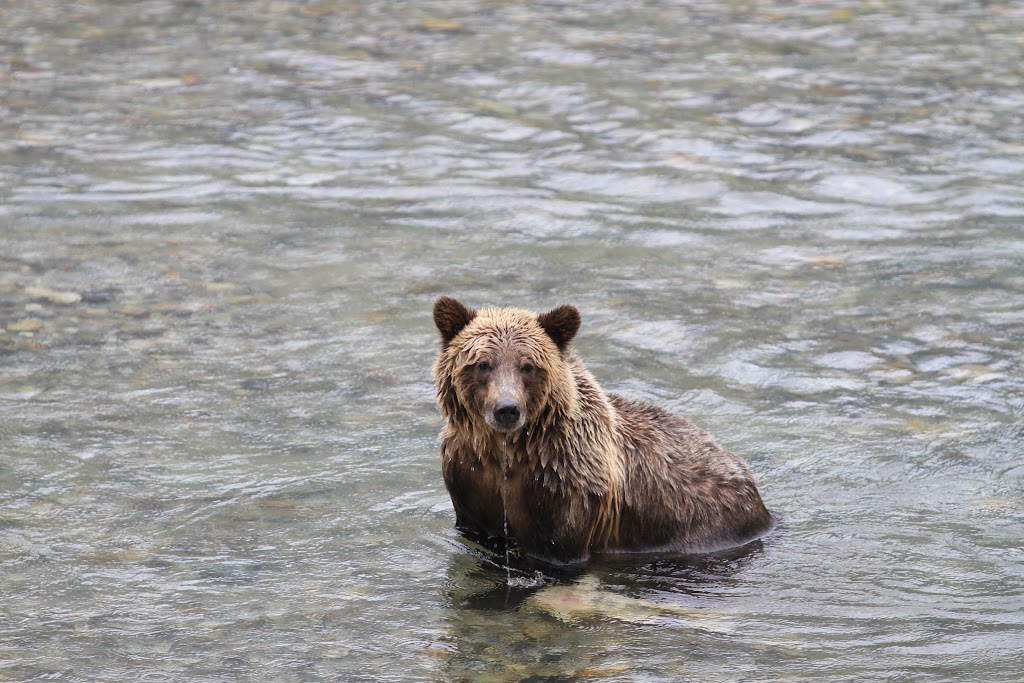 Coast Mountain Expeditions | Box 25, Read Island, BC V0P 1W0, Canada | Phone: (250) 285-2823