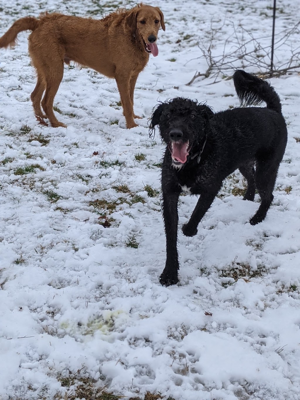 Canadian Canine College | 2097 Windham East Quarter Line Rd, Vanessa, ON N0E 1V0, Canada | Phone: (519) 443-6558