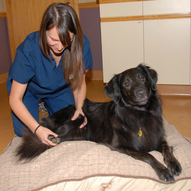 Lancaster Small Animal Hospital | 5156 Genesee St, Bowmansville, NY 14026, USA | Phone: (716) 681-3033