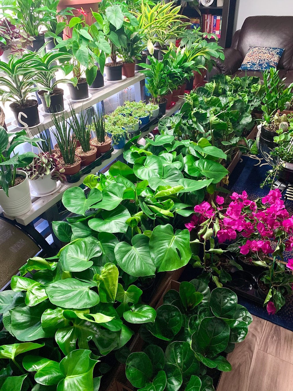 Tropikal-Leaf Wonders | 896 Elmhurst Rd, Winnipeg, MB R3R 0V4, Canada | Phone: (204) 914-4516