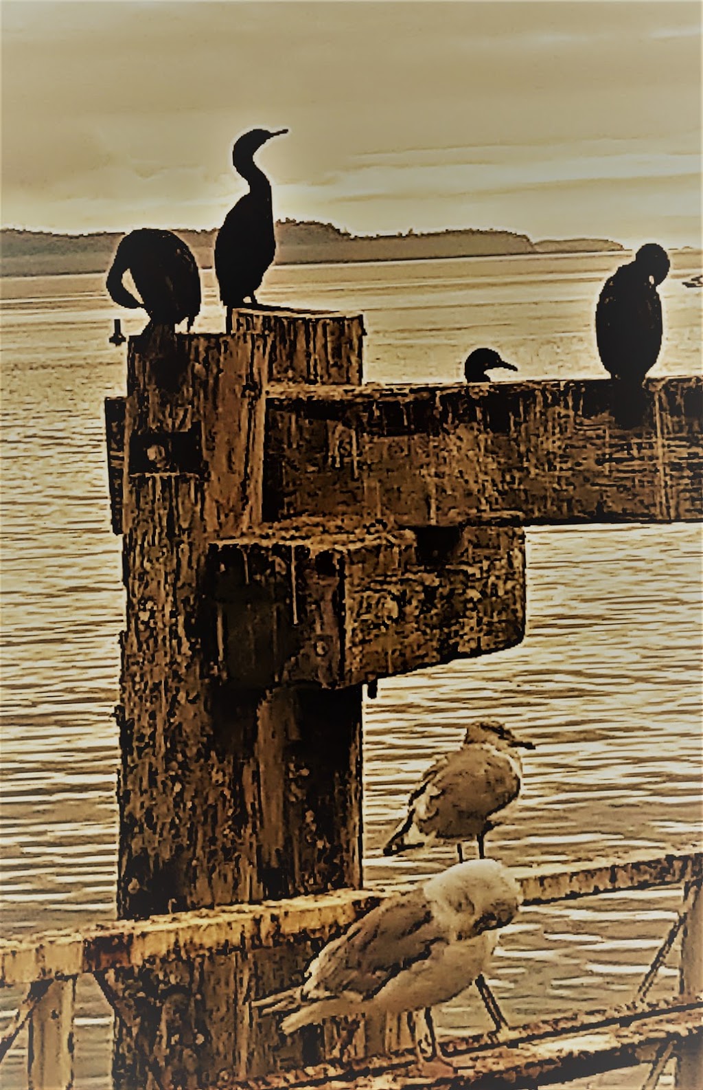 Seahouse Gallery | 2905 Fulford-Ganges Rd, Salt Spring Island, BC V8K 1X6, Canada | Phone: (250) 537-6413