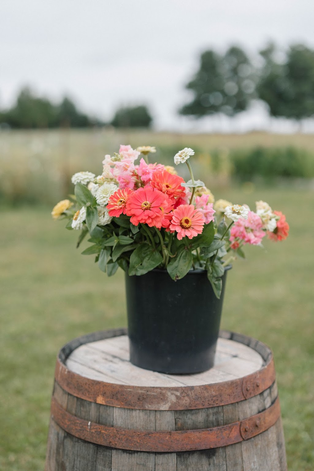 Mapleton Acres | 7352 16 Line, Arthur, ON N0G 1A0, Canada | Phone: (226) 220-0838
