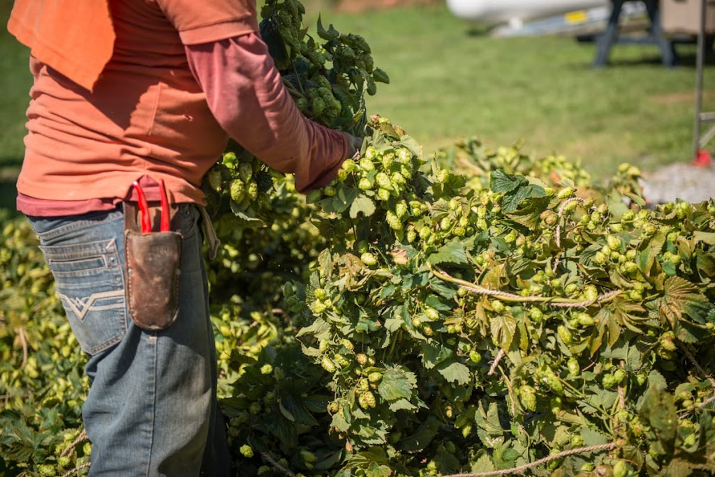 Pleasant Valley Hops | 18683 Loyalist Pkwy, Hillier, ON K0K 2J0, Canada | Phone: (613) 921-1362