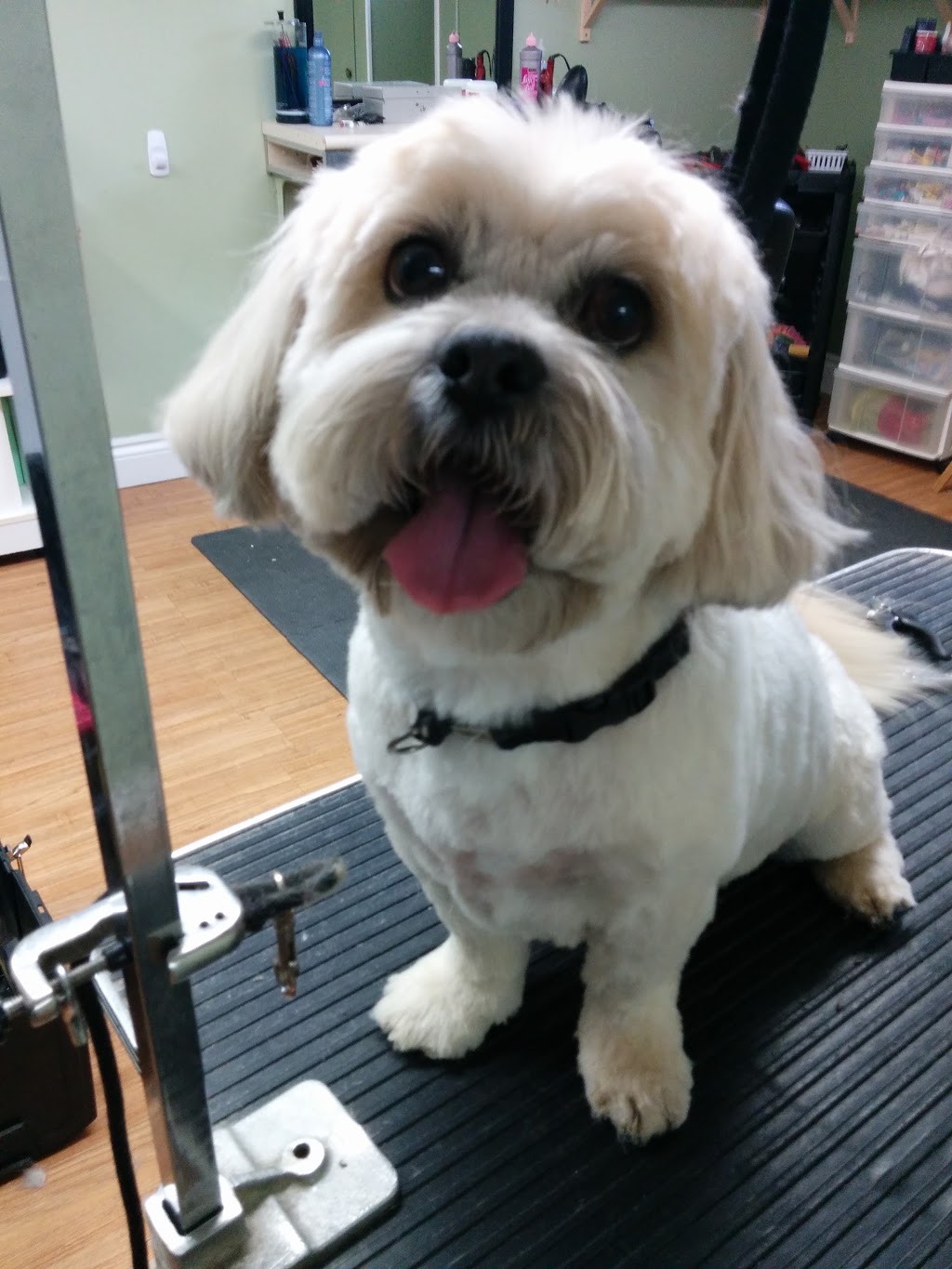 Andreas Mobile Grooming | Almonte, ON K0A 1A0, Canada | Phone: (613) 256-6624