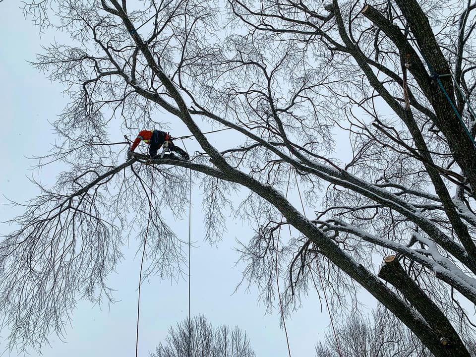 Great Lakes Tree Experts (4) | 48 Cedar Bush Dr, Southampton, ON N0H 2L0, Canada | Phone: (226) 668-4961