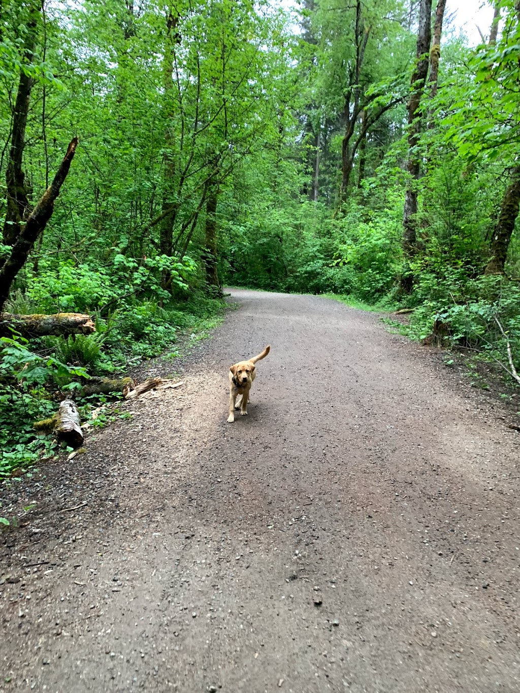 Miller Park Off-Leash Area | 871 Oakview St, Coquitlam, BC V3J 4T6, Canada