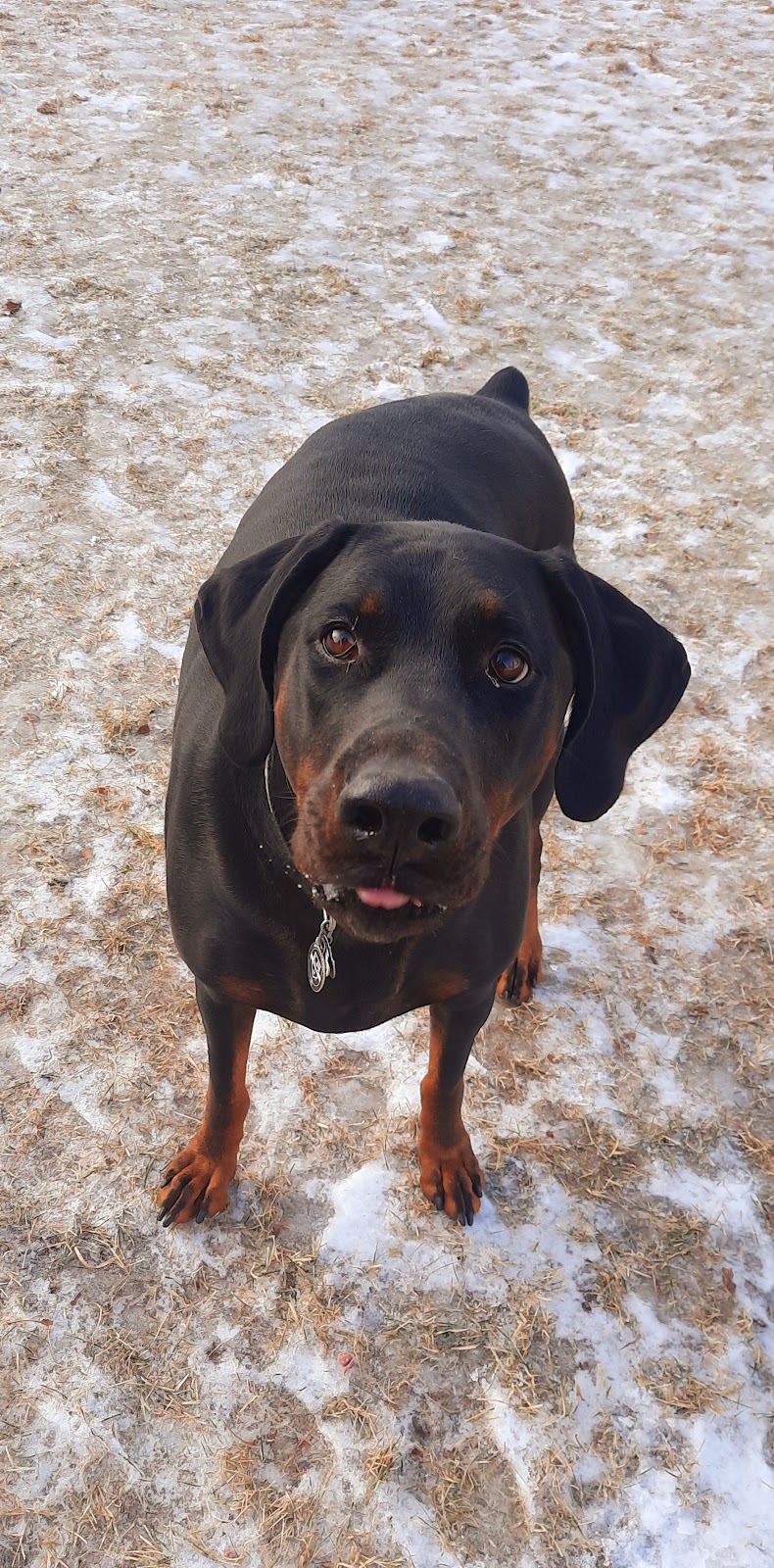 Country Kennels | 48412 Range Rd 260 RR 1 Stn Main, Leduc, AB T9E 2X1, Canada | Phone: (780) 986-4664