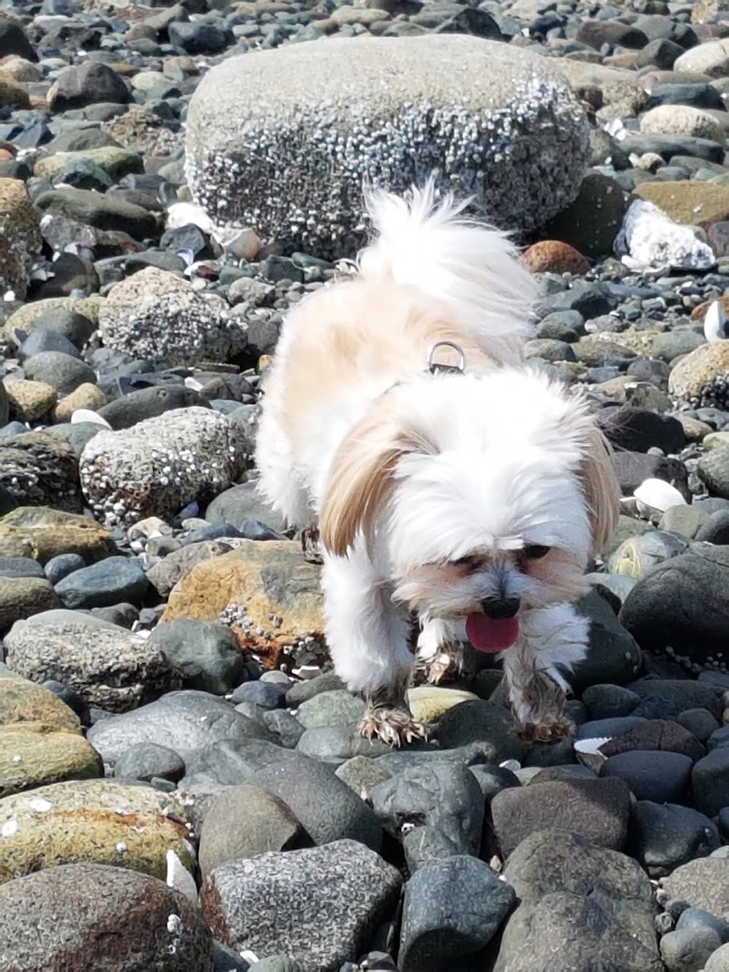 Gourlay-Janes Park | 405 Chemainus Rd, Ladysmith, BC V9G 1Y3, Canada | Phone: (250) 245-6424