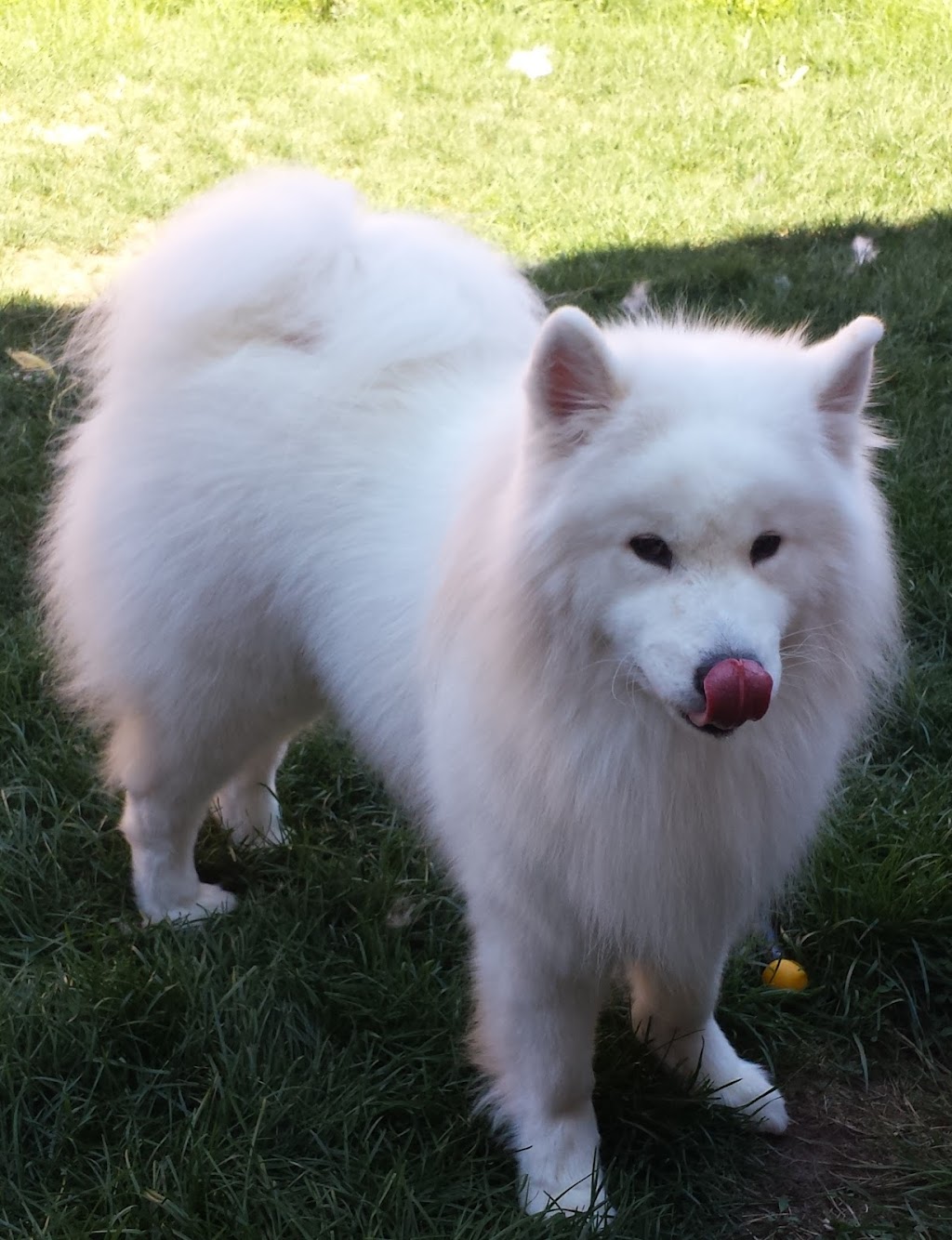 Everything Dogs Halton | 11 Vimy St, Acton, ON L7J 1S2, Canada | Phone: (647) 572-3647