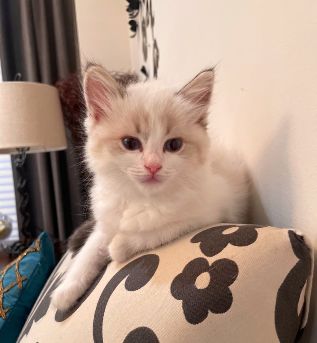 Teeny Paws Cattery | 134 Davinci Blvd, Hamilton, ON L9B 0C3, Canada | Phone: (365) 888-1258