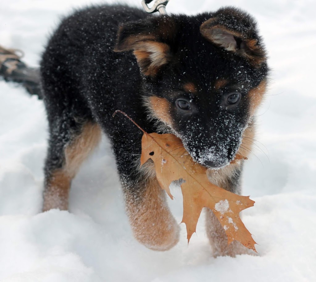 Crosshill Kennels | 4862 William Hastings Line Crosshill, Millbank, ON N0K 1L0, Canada | Phone: (519) 897-6757