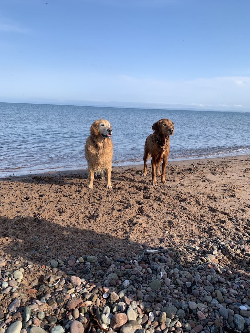 Bowsers Buddies | 256 Dyke Rd, Cow Bay, NS B3J 1K3, Canada | Phone: (902) 460-0155