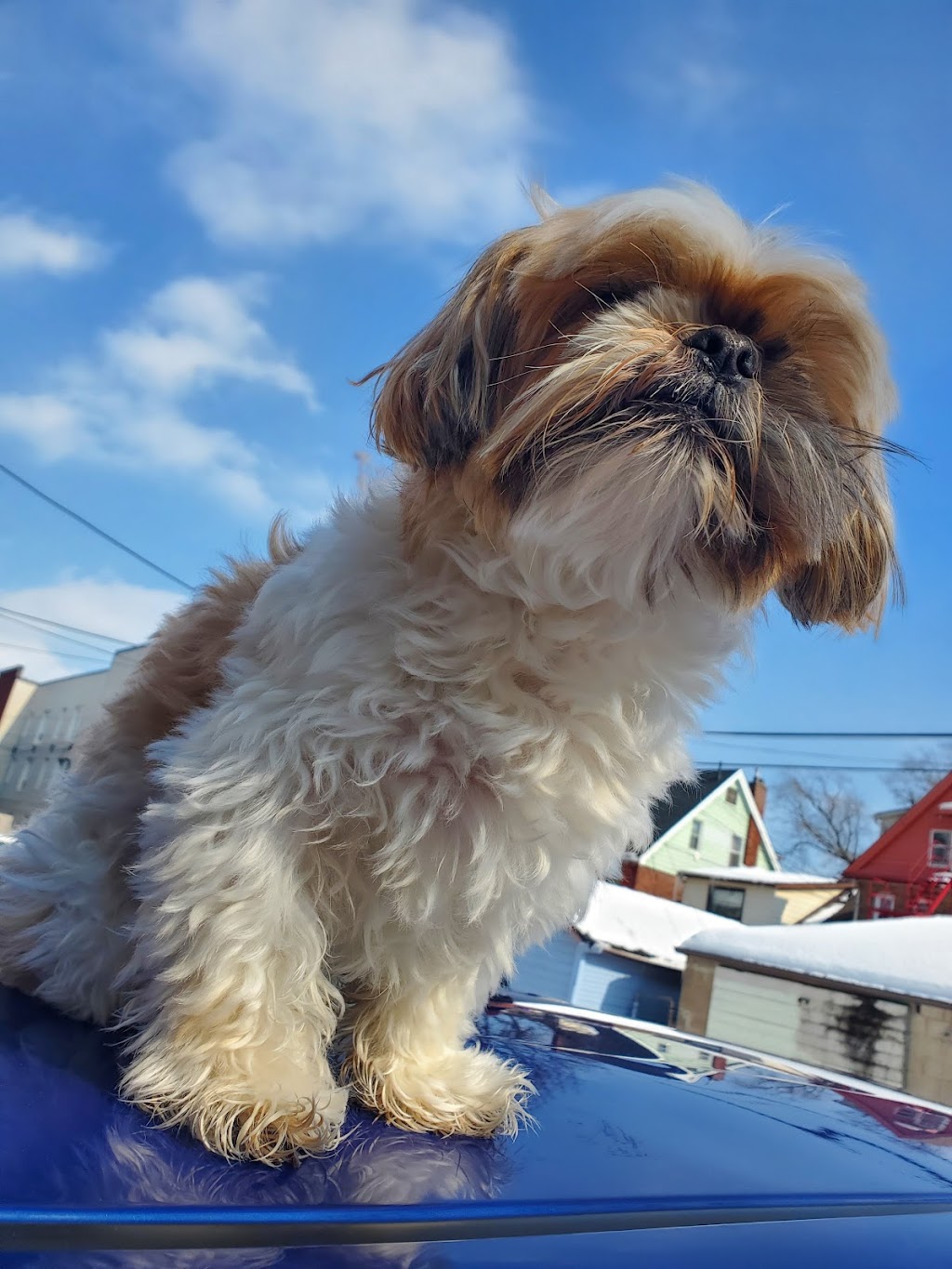 Paw-las Pride And Groom | 41 Rymal Rd W, Hamilton, ON L9B 1B5, Canada | Phone: (905) 388-5930