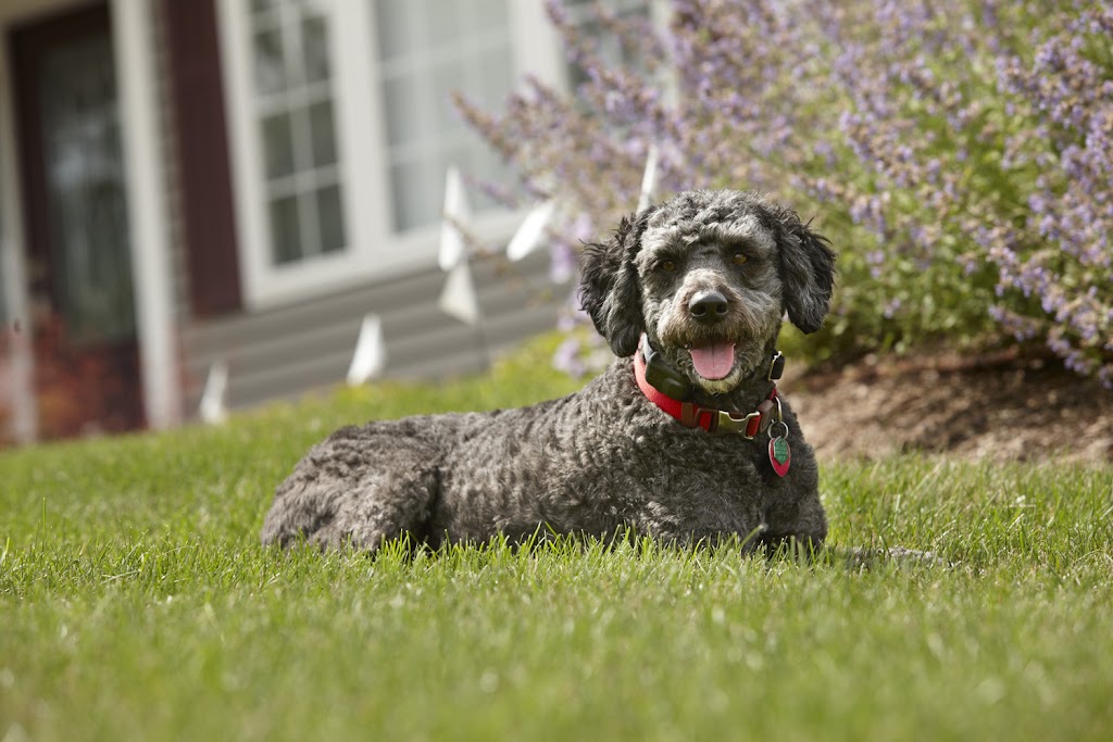 DogWatch of Mid-Canada | 125 Eastwood Dr, East Saint Paul, MB R2E 0C7, Canada | Phone: (204) 654-2420
