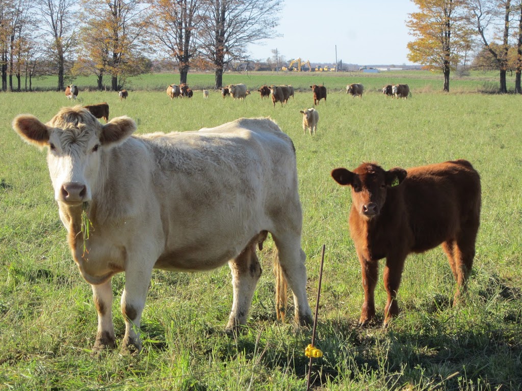 Armstrong Family Farm | 518258, Dufferin County Rd 124, Melancthon, ON L9V 1V9, Canada | Phone: (519) 278-9769