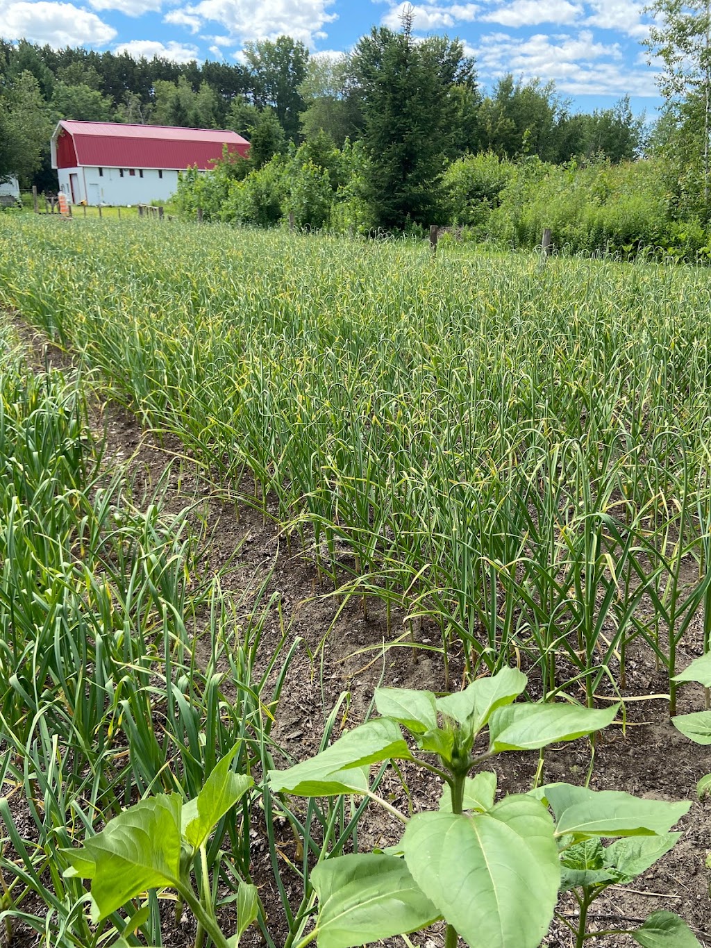 Ferme Rochville | 855 6e Rang, Saint-Jude, QC J0H 1P0, Canada | Phone: (450) 278-2384