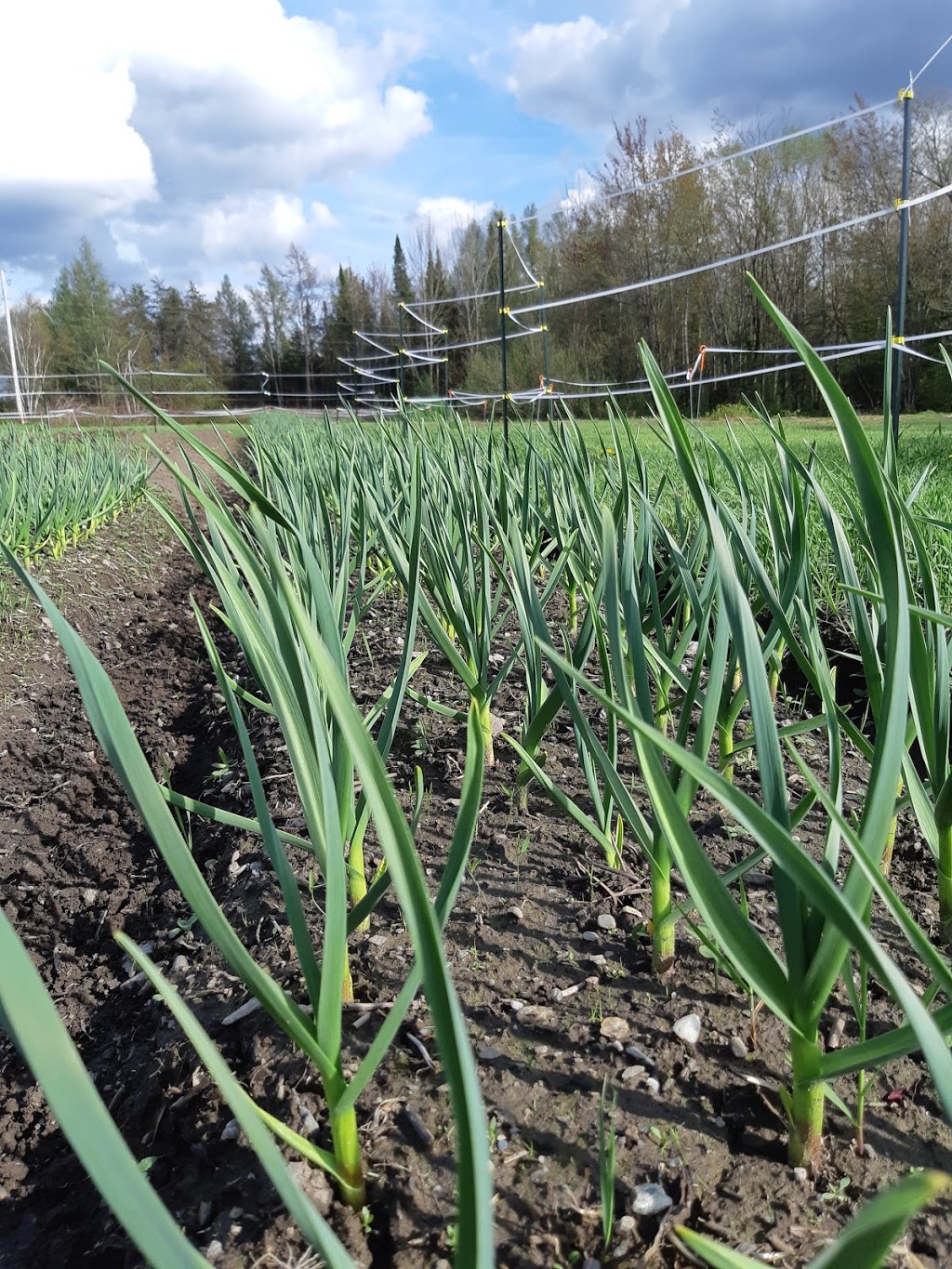 Jardin Paladin Garden inc. | Sur le coin de la 220 et, Chemin de la Colline, Orford, QC J1X 6R4, Canada | Phone: (819) 574-3093