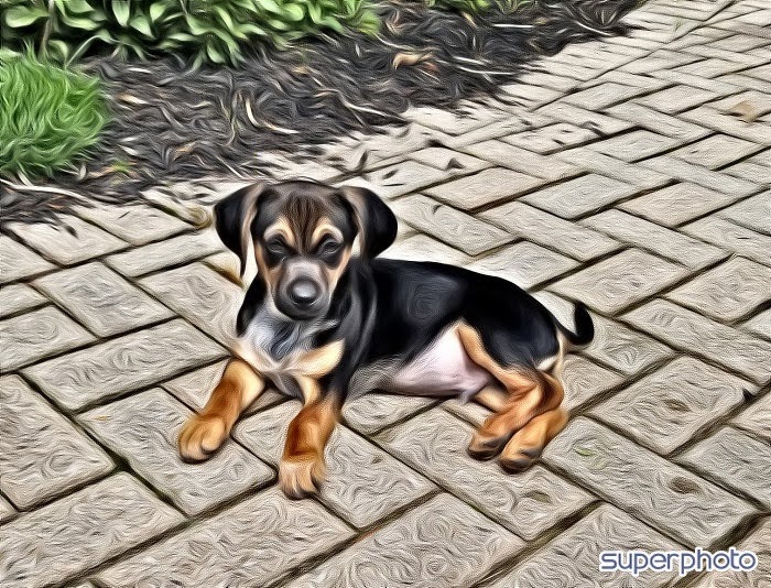 Flint Veterinary Care Center | 4437 Main St, Gasport, NY 14067, USA | Phone: (716) 772-6149