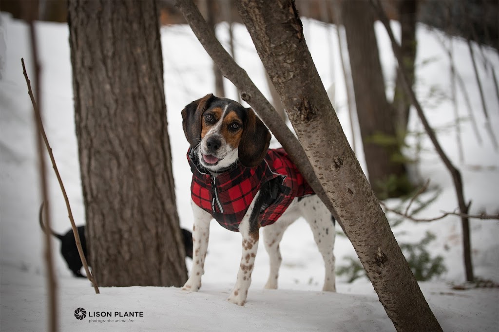 Activités Chiens | 16695 Rue de lEsplanade, Mirabel, QC J7N 0A3, Canada | Phone: (514) 708-5501