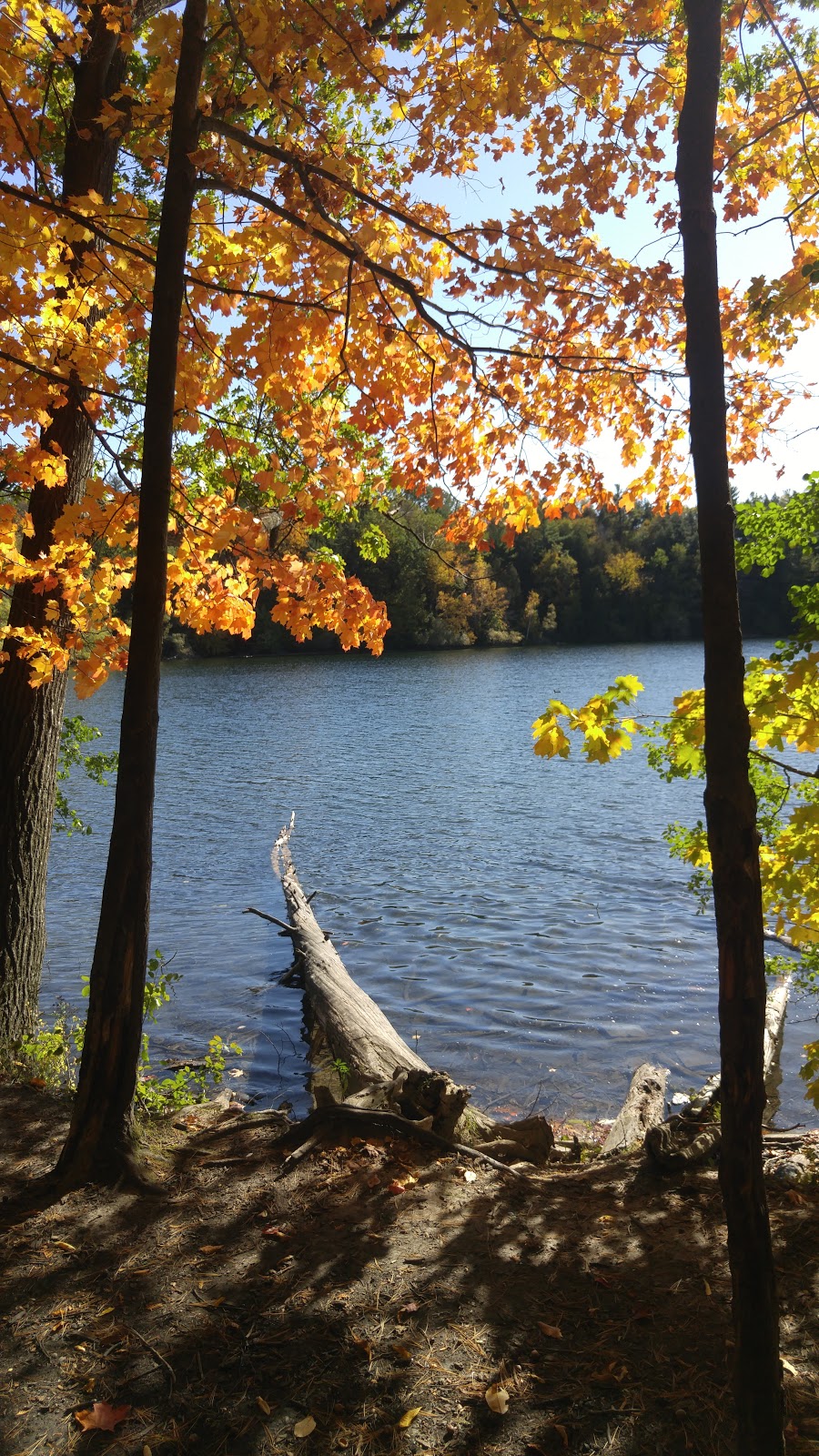 Ozark Park | 24 Antique Dr, Richmond Hill, ON L4E 3X5, Canada | Phone: (905) 771-8800