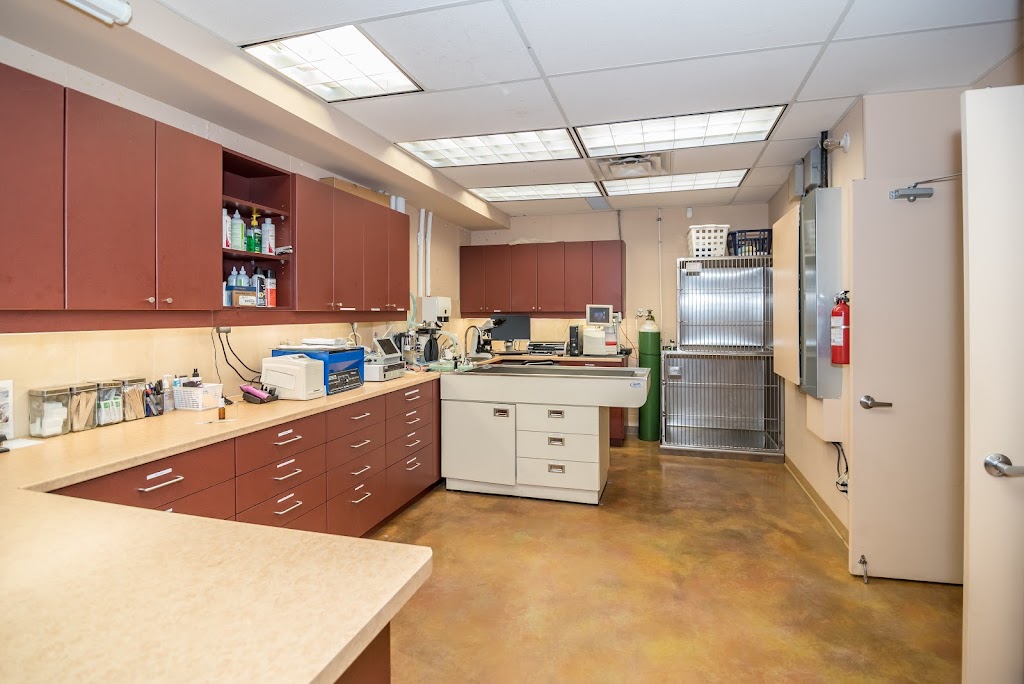 Animal Dermatology Specialists of Vancouver | 1316 W 4th Ave, Vancouver, BC V6H 4A3, Canada | Phone: (604) 558-3376