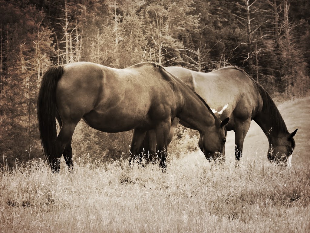 Parkside Ranch Inc | 1505 Chemin Alfred-Desrochers, Orford, QC J1X 6J4, Canada | Phone: (819) 868-0431