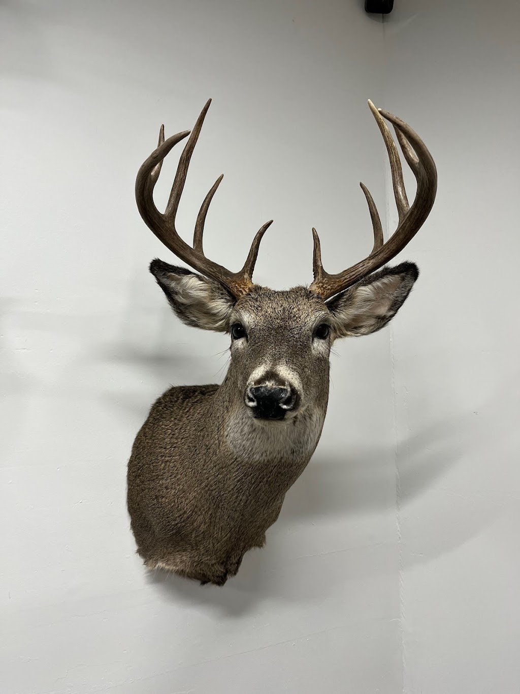 Bears Taxidermy | 106 Louise St, Belmont, ON N0L 1B0, Canada | Phone: (519) 644-2815