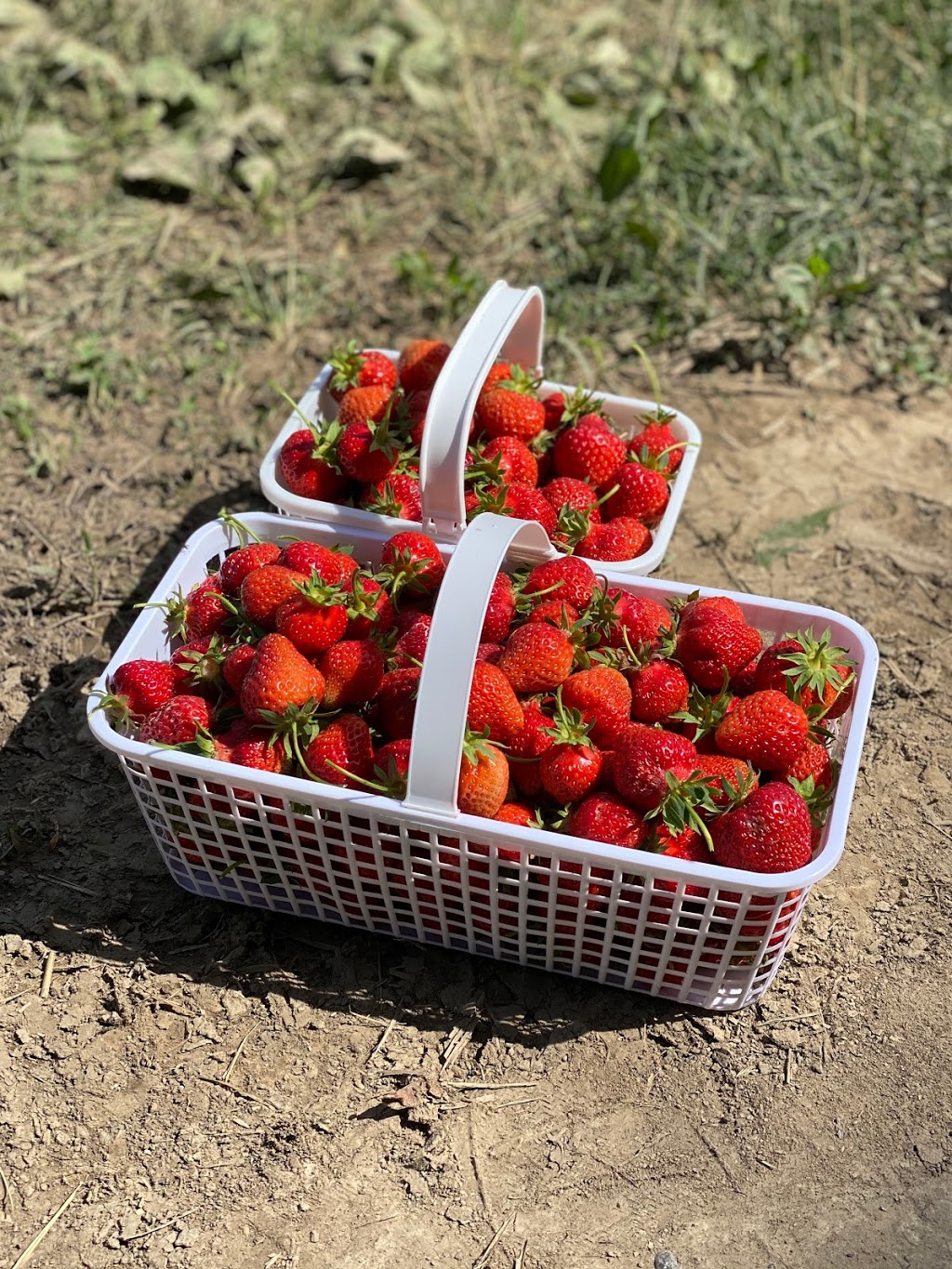Downeys Apple Farm | 13707 Heart Lake Rd, Inglewood, ON L7C 2K7, Canada | Phone: (905) 838-4777