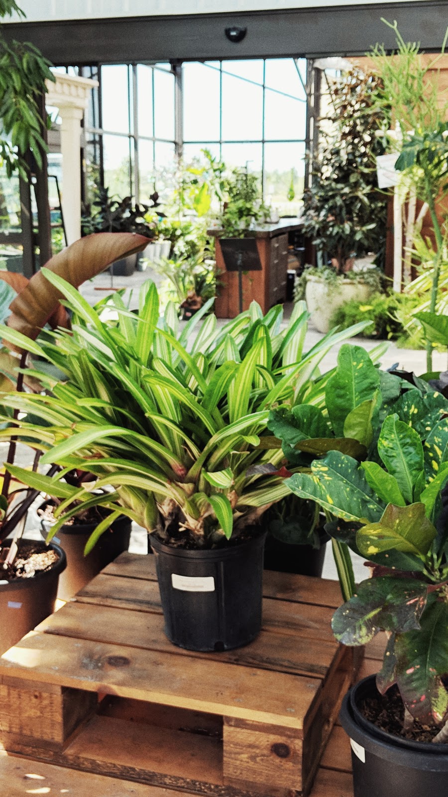 Aquatopia Water Garden Conservatory | 2710 March Rd, Carp, ON K0A 1L0, Canada | Phone: (613) 225-7663