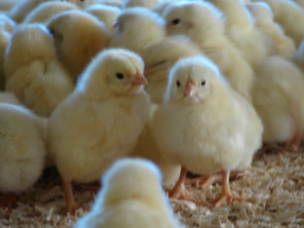 Ferme Rose Des Vents | 2443 Chem. du 5e-Rang S, Mont-Laurier, QC J9L 3G7, Canada | Phone: (819) 623-5672