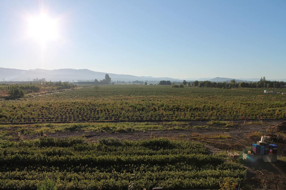 Middelveen Blueberry Farm | 13472 Harris Rd, Pitt Meadows, BC V3Y 2T3, Canada | Phone: (604) 459-8764