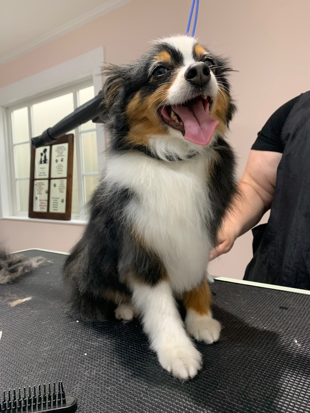 The Groomery Dog Spa | 1275 242 St, Langley, BC V2Z 1L2, Canada | Phone: (778) 246-3647