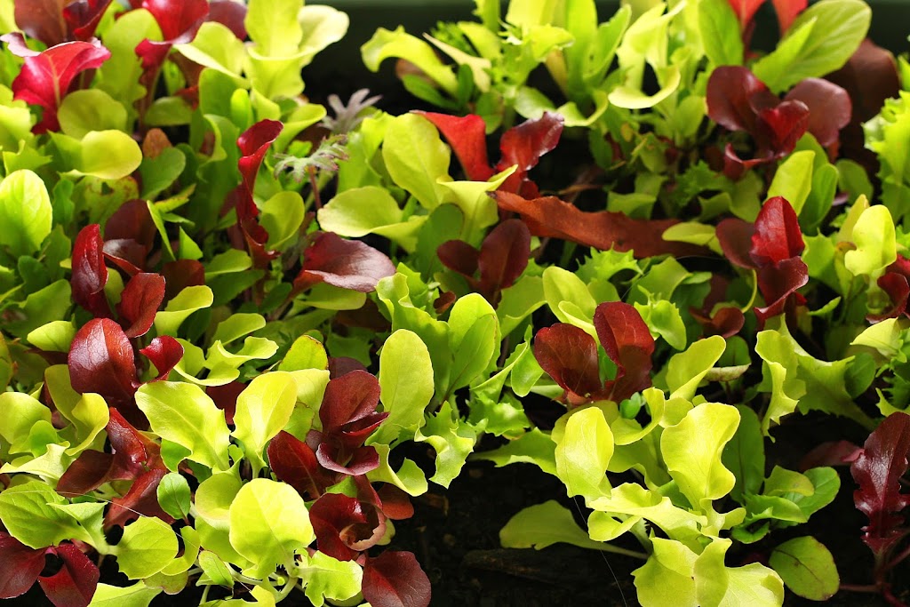 A&S Microgreens | 4144 St Catherines Dr #1, Cobble Hill, BC V0R 1L3, Canada | Phone: (250) 710-6135
