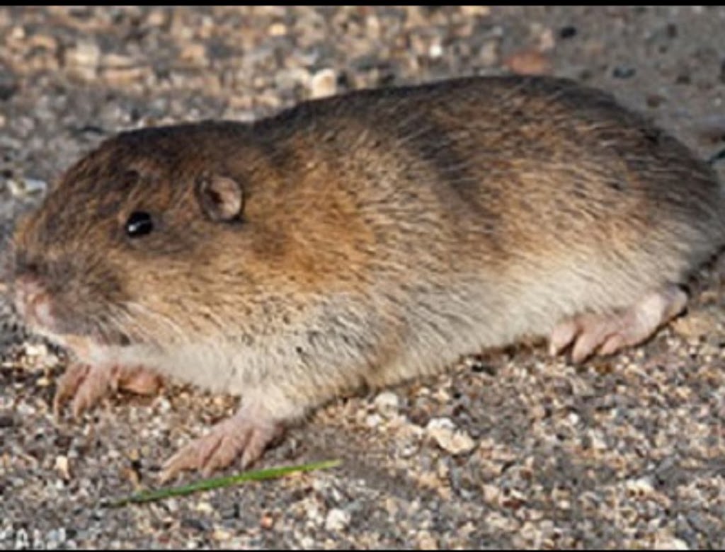 Certified Pest Control | 16 Meadowland Cres, Spruce Grove, AB T7X 0P9, Canada | Phone: (780) 231-3872