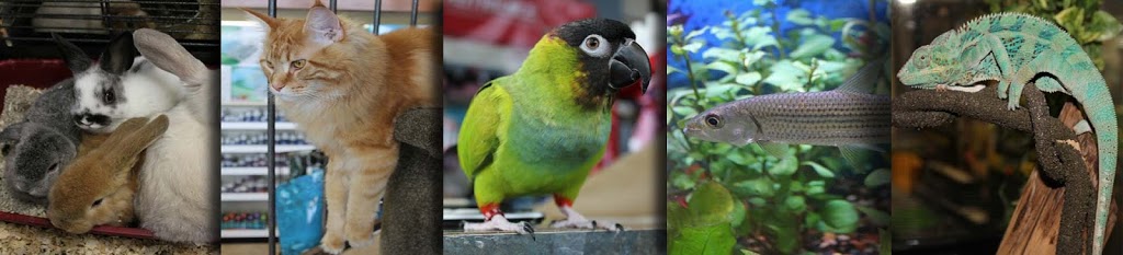 Animalerie Chico | 5965 Boulevard Jean-XXIII, Trois-Rivières, QC G8Z 4N8, Canada | Phone: (819) 374-6464