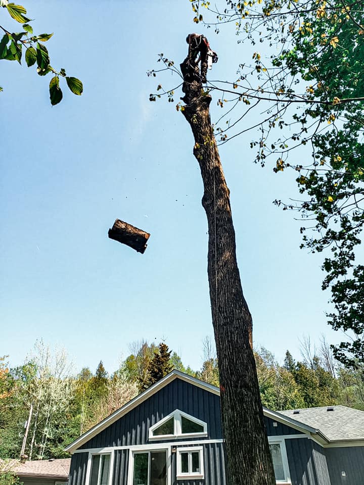 Great Lakes Tree Experts (4) | 286 Balmy Beach Rd, Owen Sound, ON N4K 5N4, Canada | Phone: (226) 668-4961