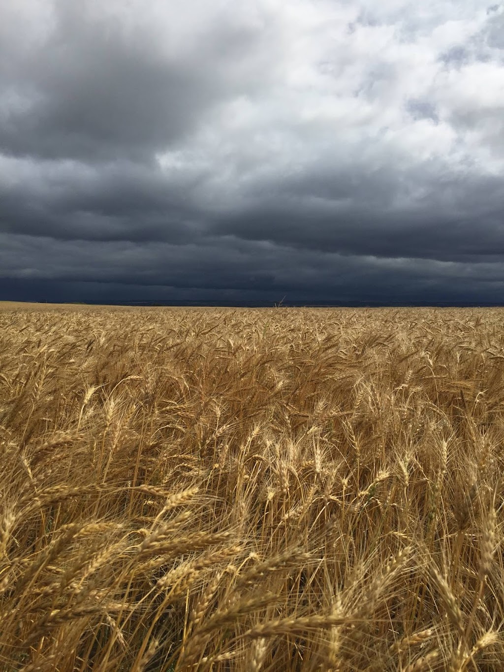 Discovery Co-op Farm Supply | 10060 Hereford St, North Battleford, SK S9A 3W6, Canada | Phone: (306) 445-9457