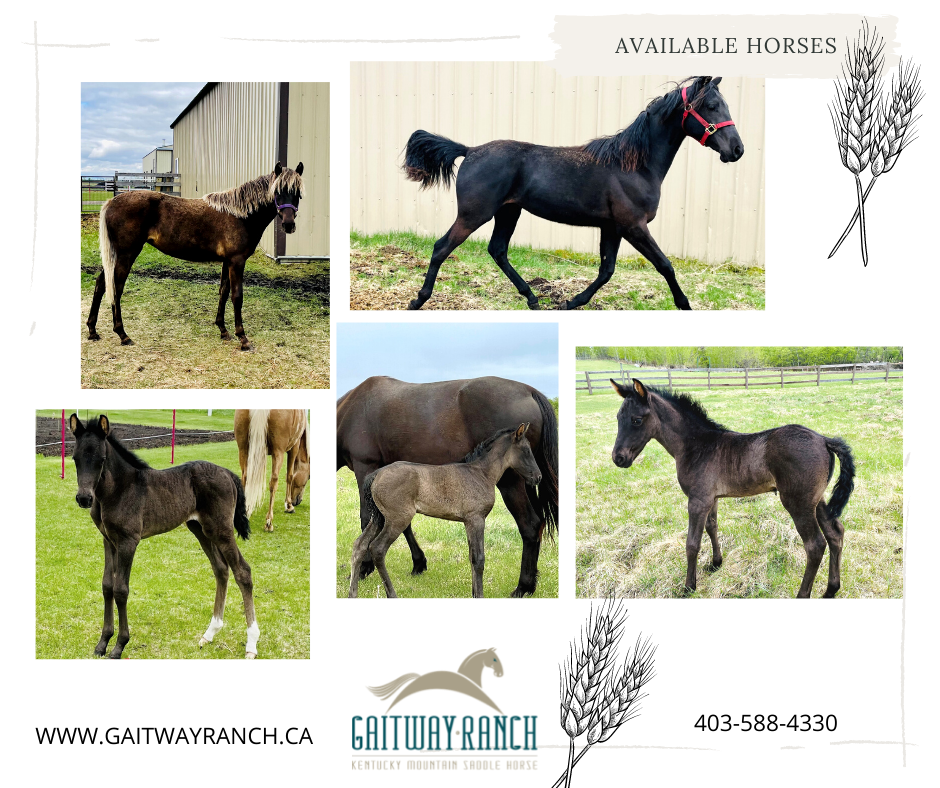 Gaitway Ranch | AB-595, Red Deer, AB T4E 3T2, Canada | Phone: (403) 588-4330