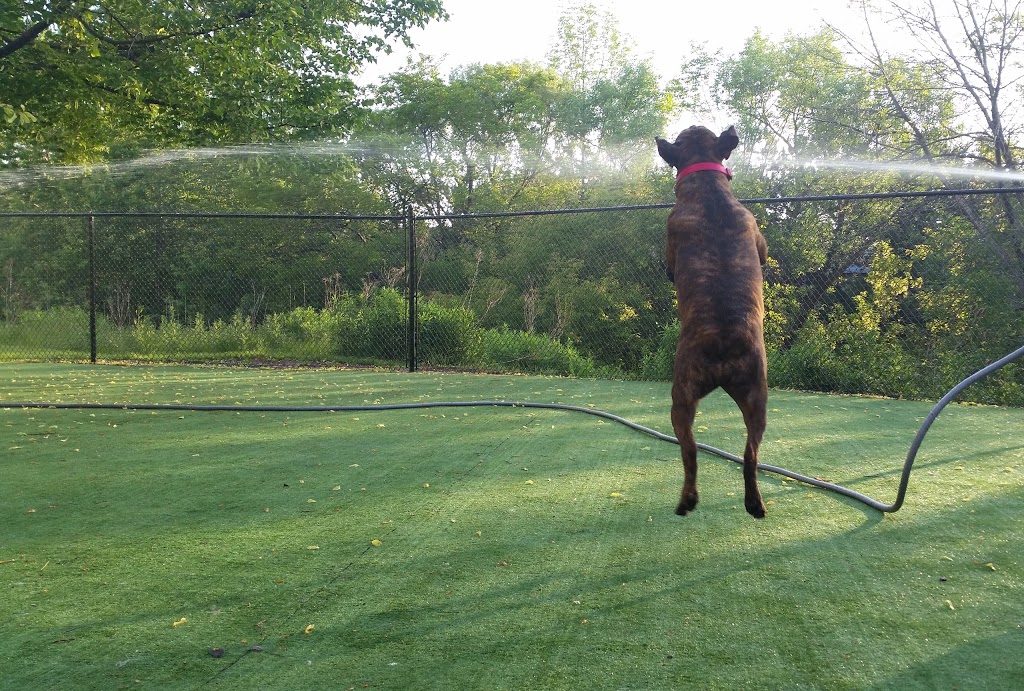 The Den Doggy Daycare | 5325 Harvester Rd, Burlington, ON L7L 5K4, Canada | Phone: (905) 631-5454