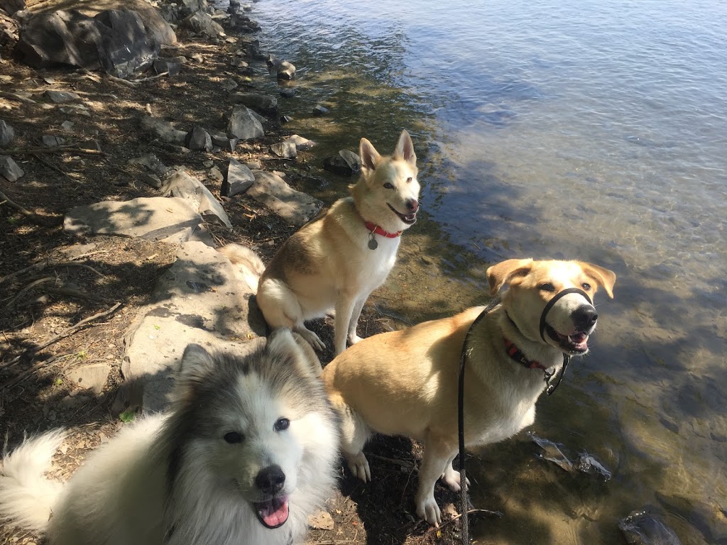 Laika Dog Training | 200 Rue Elgar #102, Verdun, QC H3E 1C8, Canada | Phone: (514) 548-2506