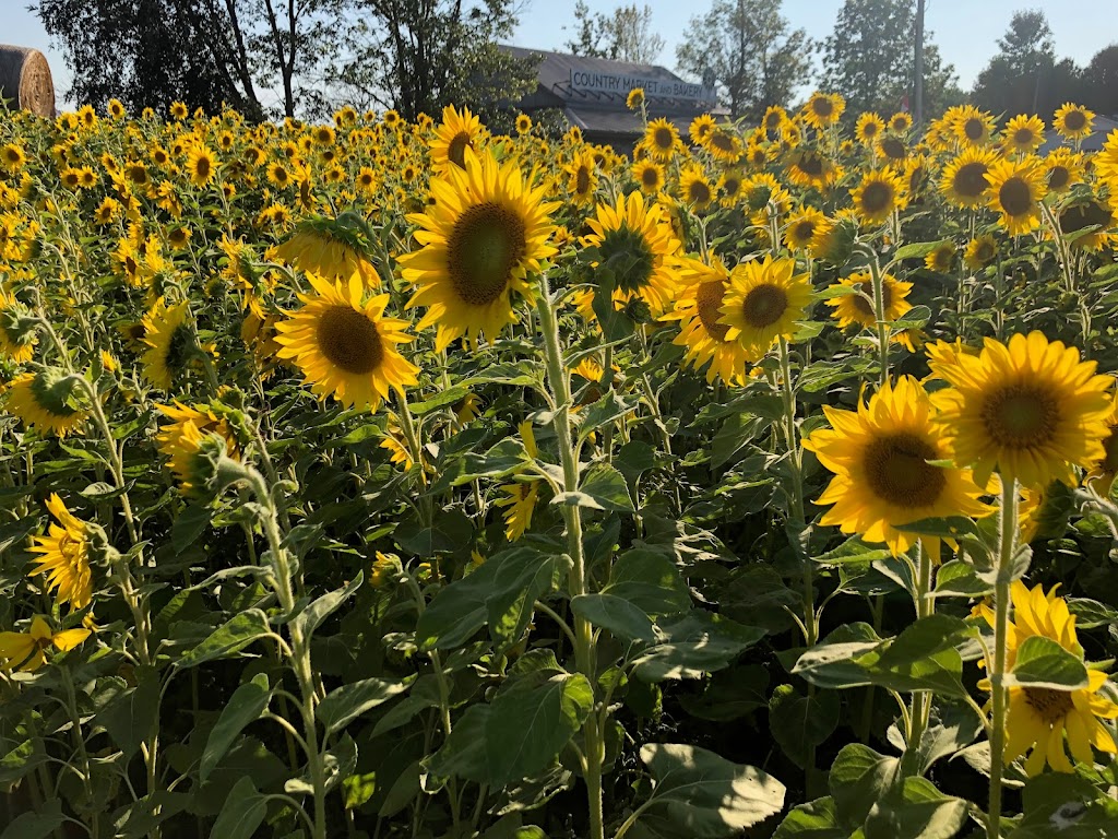 Georgian Bay Country Market | 267 Hwy 6, Wiarton, ON N0H 2T0, Canada | Phone: (226) 974-6797