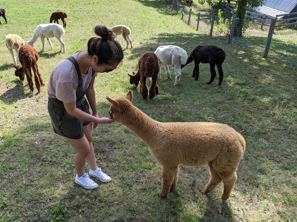 Harmony Meadows Alpaca | 6185 Sixth Line, Belwood, ON N0B 1J0, Canada | Phone: (519) 827-0939