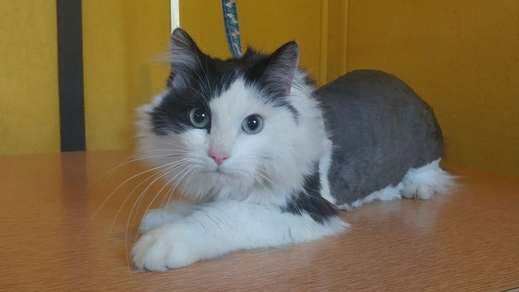 PawsAtively Divine Pet Grooming | 136 NB-121, Bloomfield, NB E5N 7V1, Canada | Phone: (506) 653-7393
