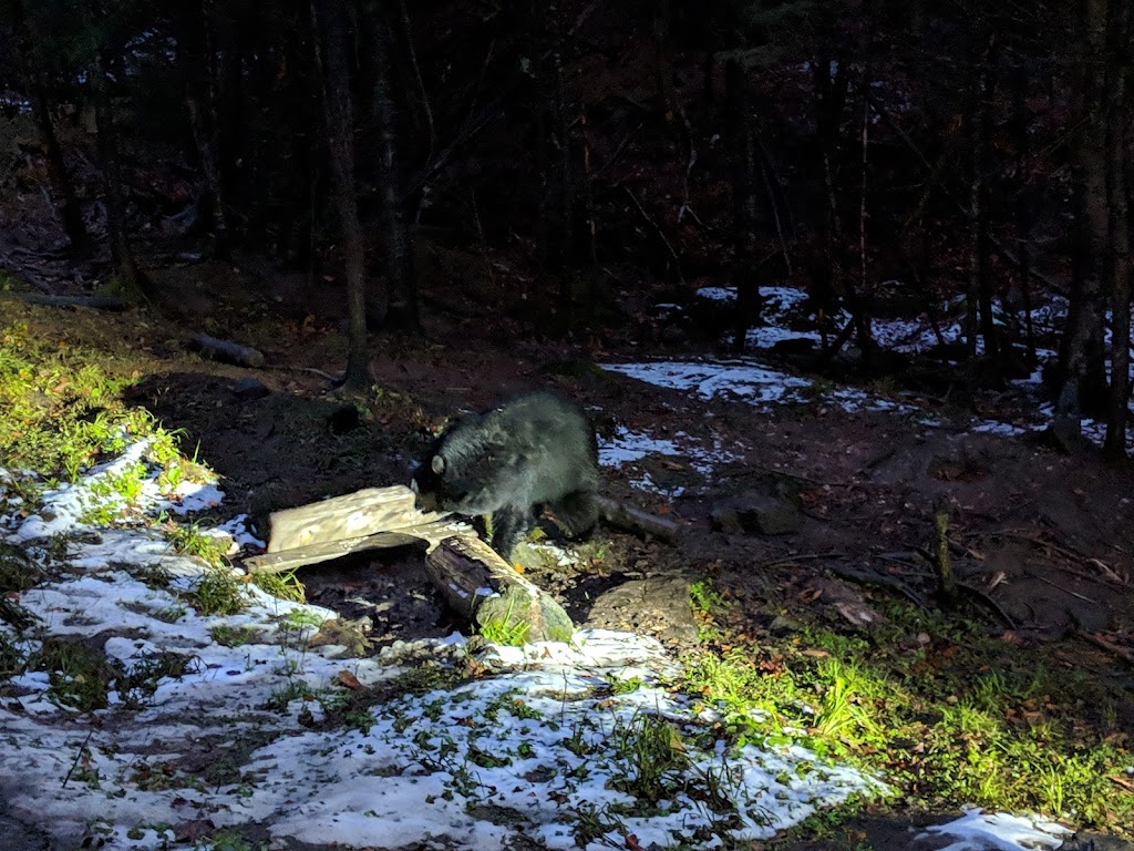 Observation de lours noir | 2369 Chem. de Saint-Jean-des-Piles, Saint-Jean-des-Piles, QC G0X 2V0, Canada | Phone: (819) 538-2112