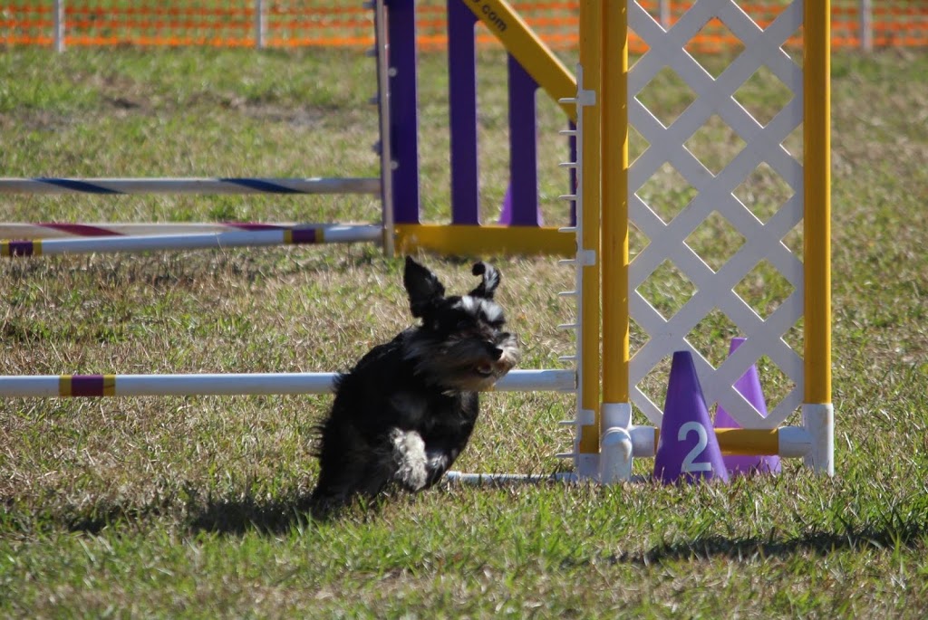 The Puppy Tutor | 56 Belcourt Crescent, Guelph, ON N1H 7A7, Canada | Phone: (519) 820-3511