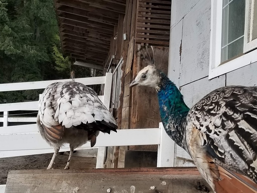 Farm Ventures | 713 Sullivan Rd, Roberts Creek, BC V0N 2W6, Canada | Phone: (604) 993-0334