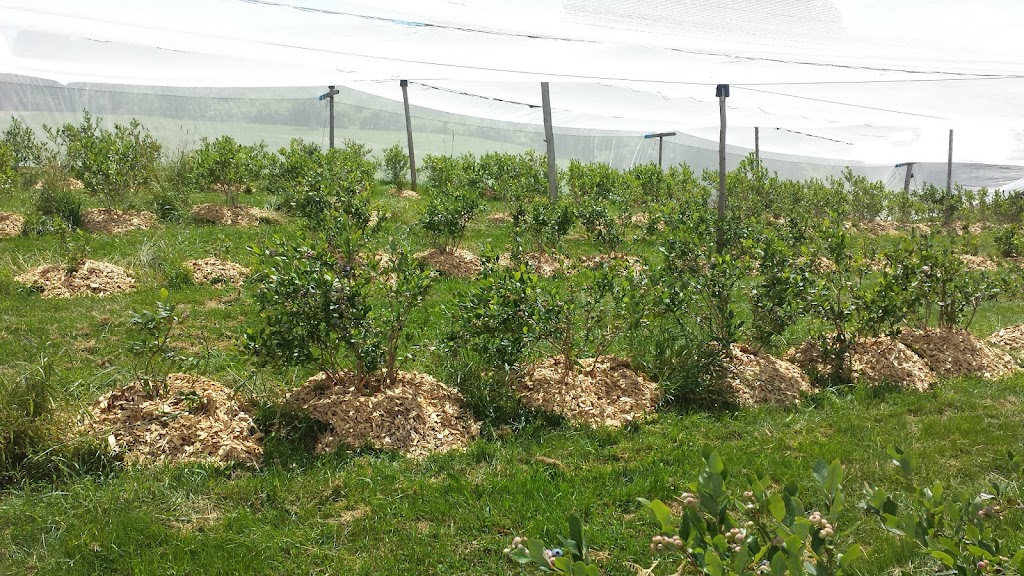 Les Bleuets du Marquis | 236 Chem. West Hill, Mansonville, QC J0E 1X0, Canada | Phone: (514) 951-9164
